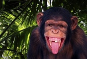 Monkey, Chimpanzee, Jungle, Funny