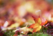 боке, Листик, листья, мох, размытость, осень