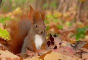 листья, Белка, squirrel, осень