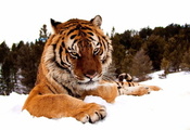 снег, взгляд, серьёзный, Тигр, морда, зима, лапы, лес
