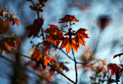 природа, листья, клён, ветви, осень, боке, Макро
