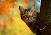 желтые, листья, ствол, выглядывает, осень, Кот, дерево