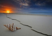 Shell, Sunset, Beach
