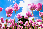 поле, небо, облака, розовые, голубое, лепестки, Тюльпаны