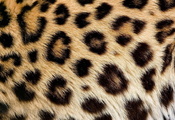 Леопард, пятна, мех, текстура, шерсть