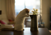 c benjamin torode, кот, стол, котёнок, Hannah, цветы