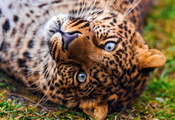 лежит, красивый, Леопард, морда, panthera pardus, leopard, смотрит
