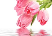цветы, with love, pink, for you, reflection, Flowers, розовый, tulip, pink  ...