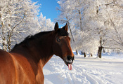 Лошадь, зима, язык, снег