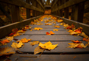 Макро, мостик, осень, дерево, листва