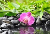 вода, orchid, цветок, бамбук, Орхидея, камни, черные