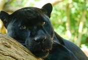 лежит, хищник, panthera onca, наблюдает, пантера, Ягуар