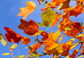 осень, дерево, желтые, небо, Листья, ветви, ветки