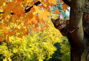 клен, котэ, жетые, Кот, листья, осень, дерево
