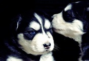 Cute, puppies, чёрный, щенки, хаски