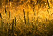 grass, трава, природа, Макро, nature, свет, солнце, sunlight, macro