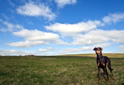 Собака, небо, поле