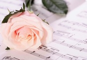 Rose, Pink, Sheet Music, Music