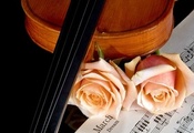 Violin, Roses, Sheet Music, Music