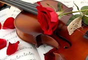 Violin, Instruments, Rose, Petals, Sheet Music