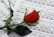 Music, Rose