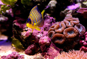 Макро, кораллы, море, рыбка, дно