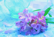 голубой, фон, орхидеи, Цветок, фиолетовый, сиреневый