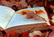 листва, осень, Книга, страницы, листья, текст