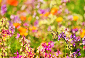 природа, Бабочка, насекомое, лето, размытость, цветы