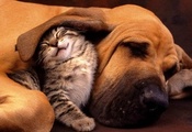 собака, пес, dog, cat, котенок, кот, спят, дружба, друзья