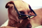 Пёс, взгляд, очки, glasses
