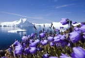 лёд, айсберги, мороз, океан, снег, ледник, Арктика