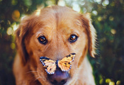 бабочка, взгляд, Собака