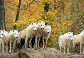 Животные, волки, лес