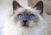Кот, взгляд, синеглазая, священная бирма, кошка