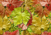 виноград, Листья, осень