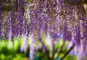 purple, flowers, Wisteria, цветы, bokeh