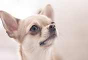 собака, Chihuahua, взгляд