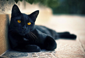 чёрный, Кот, глаза, коте, смотрит, кошка, улица