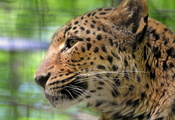 морда, Леопард, взгляд, leopard, panthera pardus, грустный, усы