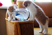 Котята, рыбка, аквариум