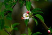 весна, цветок, листья, розовый, Ветка, бутон, яблоня
