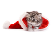 кошка, Christmas, new year, новый год, santa hat, рождество, cat
