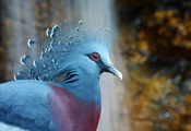 bird, птица, венценосный голубь, Victoria crowned pigeon