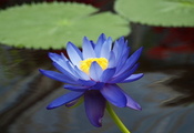 листья, водяная лилия, лотос, кувшинка, Цветок, голубой