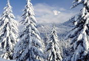 елки, Зима, лес, природа