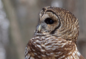 пестрая неясыть, профиль, птица, strix varia, сова, Barred owl
