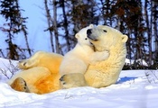ласка, нежность, снег, мама, Белые медведи, медвежонок