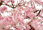 сакура, деревья, небо, Ветки, ветви, вишня, цветение