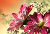 Red gerbera, romantic, красные герберы, цветы, flowers, water drops